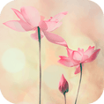 ������ʱapp