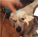 ���ʺ�ٶ������gif��ͼ�����