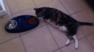 肥猫gif表情包截图0