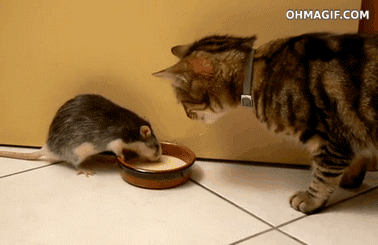 ��ʵ��è����������gif