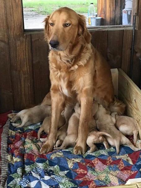 �Լ����µ��޺�����ҲҪι�������