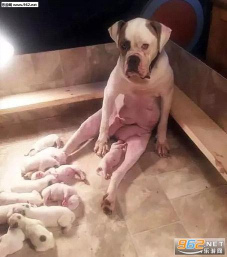 �Լ����µ��޺�����ҲҪι���������ͼ0