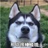 doge�Һú���Ŷ�����