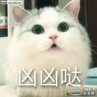 ��ͷè�䳬��gif�������ͼ0