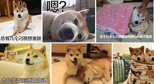 ��Ȯdoge�����