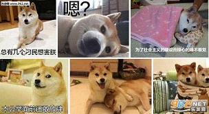 ��Ȯdoge�������ͼ0