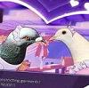 Hatoful Boyfriend˧���������İ�
