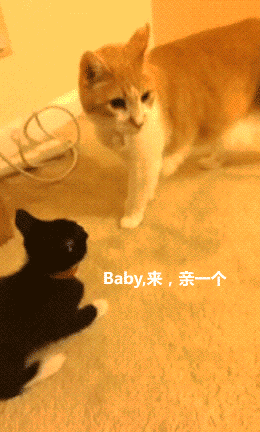 �������跳��gif�������ͼ1