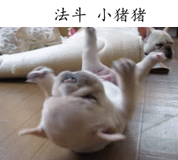 �����˸�Цgif�������ͼ2