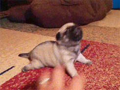 ���ȵĶ��Ȱ͸�gif�����