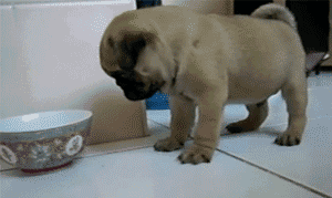���ȵĶ��Ȱ͸�gif�������ͼ0