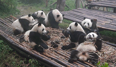 ��è�ɰ�gif�������ͼ0