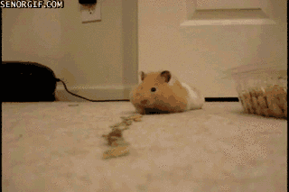 �Ի������gif