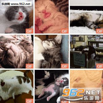 动物睡觉可爱表情包gif截图0