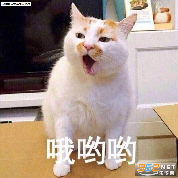 ����è¥¥gif��̬ͼ��ȫ������ˮӡ��ͼ0