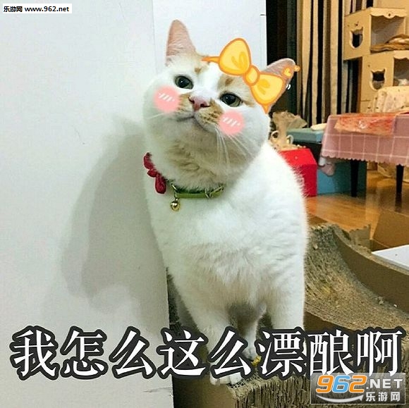 ����è¥¥gif��̬ͼ��ȫ������ˮӡ��ͼ1