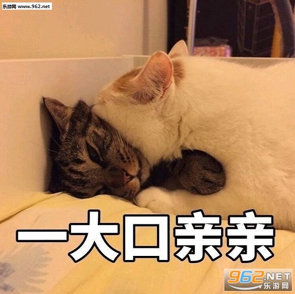 ����è¥¥gif��̬ͼ��ȫ������ˮӡ��ͼ4
