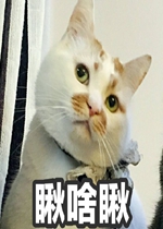 ����è¥¥��Ҳû�����±�����˼����