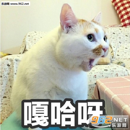 ����è¥¥��Ҳû�����±�����˼�����ͼ0