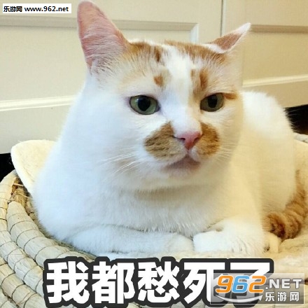 ����è¥¥��Ҳû�����±�����˼�����ͼ3