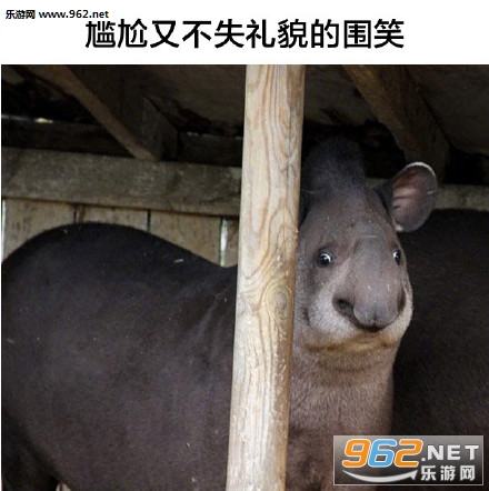 ������������Լ����èͷӥ�������ͼ3
