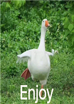 Ҫ����Ҫ����Ҫ�ٸ߸߱����ͼƬ