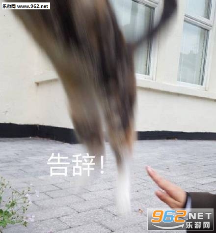 ��Ǹ��Ǯ�������Ϊ����Ϊ��è��������ͼ1
