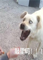 ����������lailaiɶ��˼