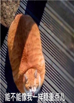 �ܲ�������һ�����ص����è�����ͼƬ