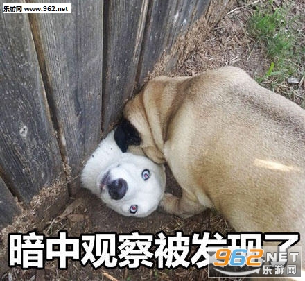 �������ư��й۲�����ͼƬ��ȫ��ͼ7