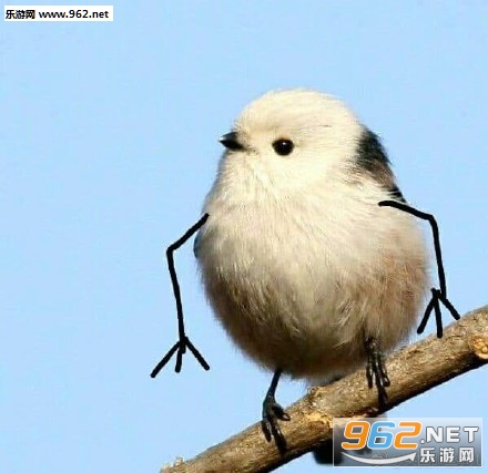 ��С����ֱ����ͼƬ��ȫ��ͼ0