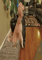 ��һ����Ƥ��Ů������һ��ʲô������������