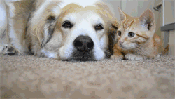 ��һ����Ƥ��Ů������һ��ʲô��������������ͼ0