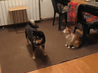 ��һ����Ƥ��Ů������һ��ʲô��������������ͼ1