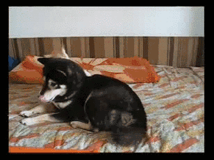 ��һ����Ƥ��Ů������һ��ʲô��������������ͼ2