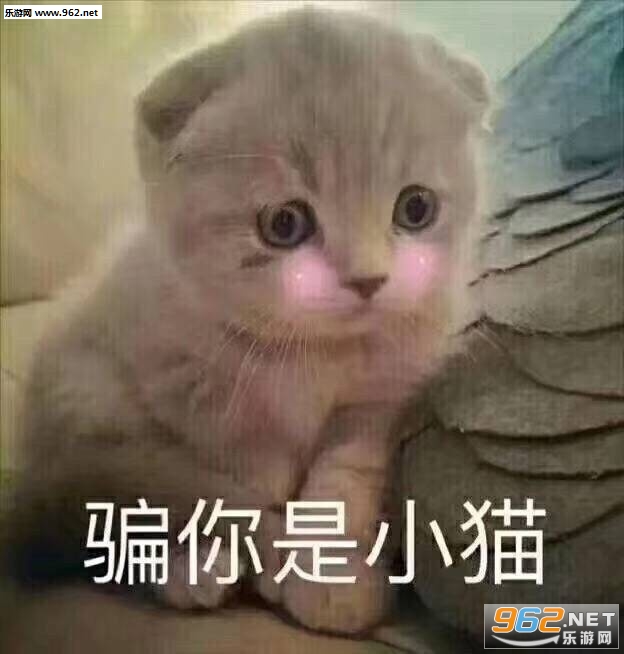 ƭ����Сè�����ͼƬ��ͼ3