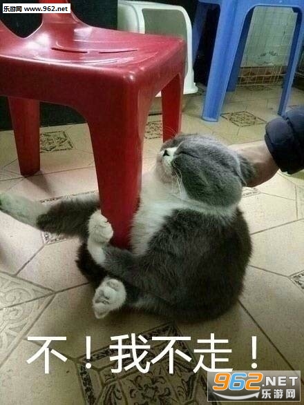 ƭ����Сè�����ͼƬ��ͼ7