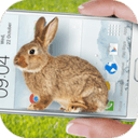 Bunny In Phone Cute joke(�������ֻ��ɰ���Ц����׿��)