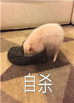 ����ɱ�������Ц����ͼƬ
