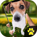 iDog������Ļ�ϰ�׿��