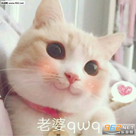 可爱的猫咪表情包带字最新合集截图2