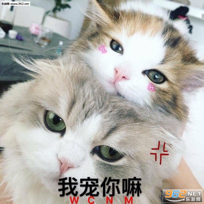 ����Ǹ�ɵ�Ӱ�è��������ͼ1