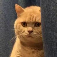 ���Ѿ�����è���������