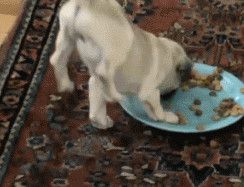 �óԵ������������gif