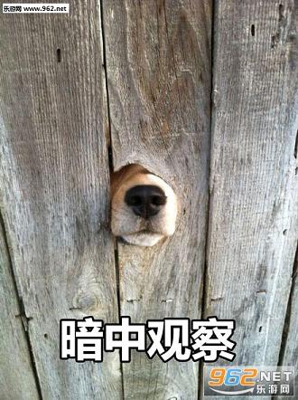 �������й۲�����������ˮӡ��ͼ1