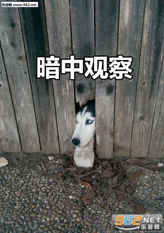 �������й۲�����������ˮӡ��ͼ2