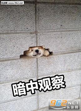 �������й۲�����������ˮӡ��ͼ3