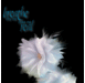 Video Wallpaper(video live wallpaper free�ֻ���̬��Ƶ�ز�)