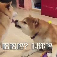 ���������Ա����