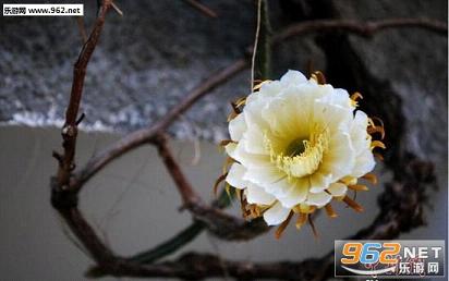 QQ截图20170525114333.jpg